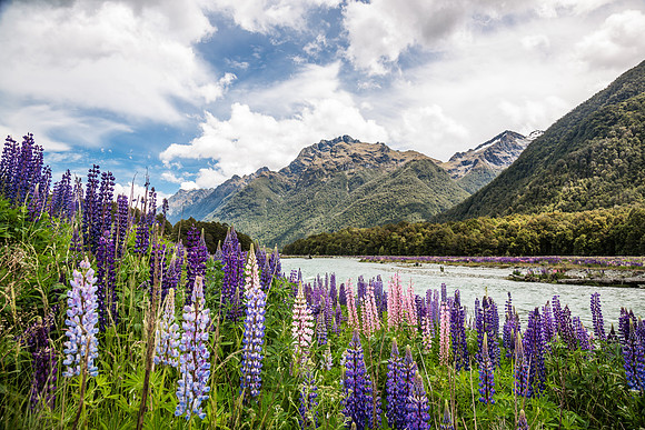 Milford sound