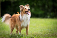 Collie
