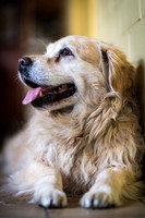 Belle / Golden retriever
