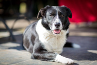 Cya / Border Collie