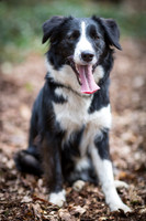 Pippa