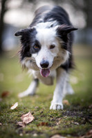 Lander / Border Collie