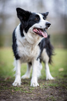 Jona / Border Collie