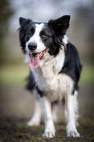Jona / Border Collie