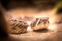 Snake in Zoo of Antwerp