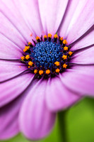 Flower power