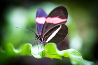 Butterfly in Zoo of Antwerp