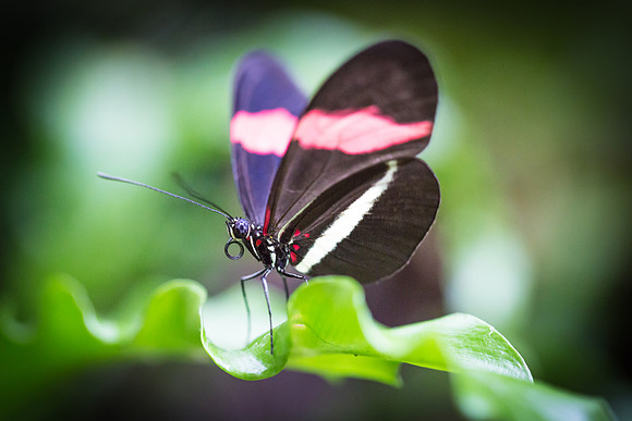 Butterfly in Zoo of Antwerp