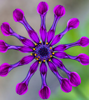 Flower circle