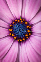 Flower power II