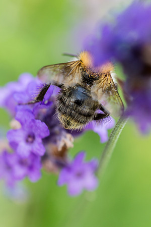 Bee